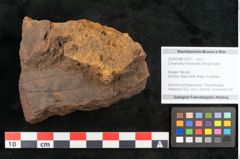 Foto (Objekt + Etikett) von Cinnamomum leichardtii Ettingshausen 1883 (NHMW-GEO-2024-0188-10377)